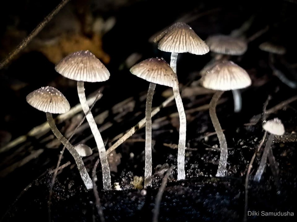 Mycena